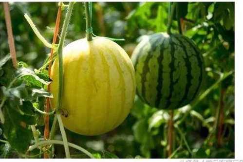 爆瓜揭秘：吃瓜系统女主与娱乐圈调侃文化