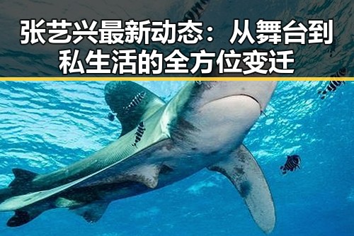 张艺兴最新动态:从舞台到私生活的全方位变迁